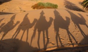 blog-camel-shadows