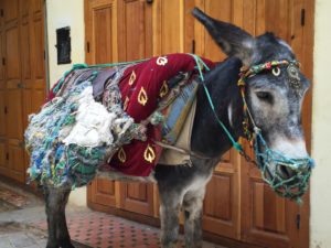 blog-local-donkey